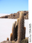 Кактусы на острове "Isla del Pescado" (2009 год). Стоковое фото, фотограф Кирилл Трифонов / Фотобанк Лори