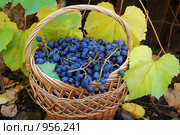 Корзина с виноградом. Стоковое фото, фотограф Наталья Демидчик / Фотобанк Лори