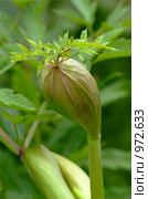 Дягиль лекарственный (Angelica archangelica L. ) Стоковое фото, фотограф Sergey Toronto / Фотобанк Лори