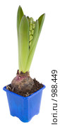 Гиацинт (Hyacinthus) Стоковое фото, фотограф Кристина Викулова / Фотобанк Лори