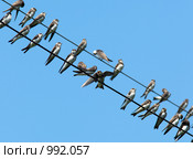 Ласточка-береговушка, Riparia riparia, Sand Martin, Bank Swallow. Стоковое фото, фотограф Василий Вишневский / Фотобанк Лори