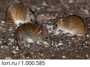Полевка рыжая, Clethrionomys glareolus, Bank Vole. Стоковое фото, фотограф Василий Вишневский / Фотобанк Лори