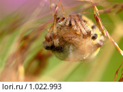 Крестовик четырёхпятнистый (луговой) (Araneus quadratus). Самка. Стоковое фото, фотограф Sergey Toronto / Фотобанк Лори