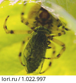 Крестовик четырёхпятнистый (луговой) (Araneus quadratus). Самка. Стоковое фото, фотограф Sergey Toronto / Фотобанк Лори