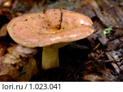 Говорушка подогнутая, или говорушка рыжая, или клитоцибе подогнутая – Clitocybe geotropa (St. Amans) Quel. Стоковое фото, фотограф Sergey Toronto / Фотобанк Лори