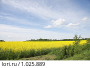 Летний пейзаж. Стоковое фото, фотограф Андрей Марцинкевич / Фотобанк Лори