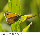 Бабочка Сенница обыкновенная (Coenonympha pamphilus) Стоковое фото, фотограф Александр Шуть / Фотобанк Лори