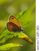 Бабочка Сенница обыкновенная (Coenonympha pamphilus) Стоковое фото, фотограф Александр Шуть / Фотобанк Лори