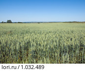 Поле злака. Стоковое фото, фотограф Юрий Жеребцов / Фотобанк Лори