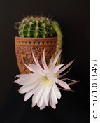 Цветы кактуса "Echinopsis hybr." на черном фоне. Стоковое фото, фотограф Галина Хорошман / Фотобанк Лори
