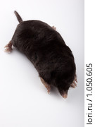 Крот обыкновенный, Talpa europaea, European Mole. Стоковое фото, фотограф Василий Вишневский / Фотобанк Лори