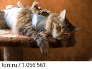Кошка в попонке после операции. Стоковое фото, фотограф Елисеева Екатерина / Фотобанк Лори