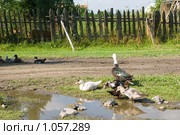 Индоутки в деревне. Стоковое фото, фотограф Михаил Павлов / Фотобанк Лори