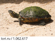 Ползущая водяная черепаха. Красноу́хая черепа́ха (лат. Trachemys scripta) Стоковое фото, фотограф Ирина Кожемякина / Фотобанк Лори