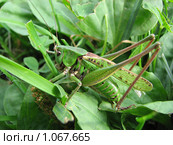 Зеленая форма кузнечика серого (Decticus verrucivorus) Стоковое фото, фотограф Беляева Наталья / Фотобанк Лори