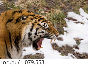 Суматранский тигр (лат. Panthera tigris sumatrae) Стоковое фото, фотограф Игорь Киселёв / Фотобанк Лори