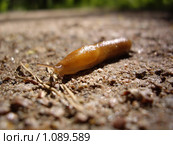 Arion subfuscus - Слизень буроватый. Стоковое фото, фотограф Sergey Toronto / Фотобанк Лори