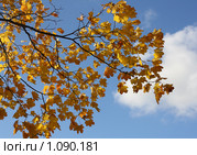 Ветка клёна с осенними листьями на фоне неба. Стоковое фото, фотограф Полина Столбушинская / Фотобанк Лори