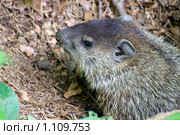 Американский лесной сурок  (лат. Marmota monax, woodchuck) Стоковое фото, фотограф Ирина Кожемякина / Фотобанк Лори
