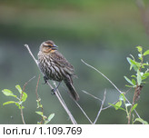Птичка на веточке. Red-winged Blackbird красноплечий чёрный трупиал ( Agelaius phoeniceus), самка. Стоковое фото, фотограф Ирина Кожемякина / Фотобанк Лори