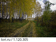 Осенний лес.Дорога. Стоковое фото, фотограф Виктор Ковалев / Фотобанк Лори