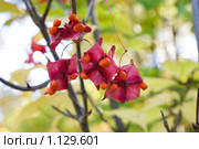 Бересклет (Euonymus L.). Семейство Бересклетовые (Celastraceae). Коробочки с семенами. Стоковое фото, фотограф Алёна Кухтина / Фотобанк Лори