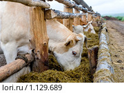 Коровы на стойловом содержании. Стоковое фото, фотограф Александр Подшивалов / Фотобанк Лори