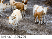 Стадо коров на стойловом содержании. Стоковое фото, фотограф Александр Подшивалов / Фотобанк Лори