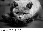 Британская кошка. Стоковое фото, фотограф Ксения Крылова / Фотобанк Лори