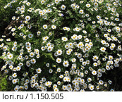 Пиретрум девичий (pyrethrum),  сем. Сложноцветные. Стоковое фото, фотограф Заноза-Ру / Фотобанк Лори