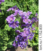 Герань или Журавельник (Geranium), сем. Гераниевые. Стоковое фото, фотограф Заноза-Ру / Фотобанк Лори