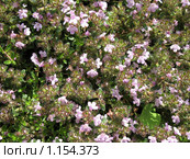 Тимьян ранний или чабрец (Thymus  praecox), сем. Губоцветные. Стоковое фото, фотограф Заноза-Ру / Фотобанк Лори