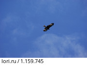 Коршун. Стоковое фото, фотограф Валерий Митяшов / Фотобанк Лори