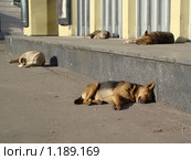 Спящие бездомные собаки около входа на станцию метро. Стоковое фото, фотограф Наталья Лукина / Фотобанк Лори