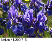 Ирис кроваво-красный (Iris sanguinea Donn) Стоковое фото, фотограф Валерий Лаврушин / Фотобанк Лори