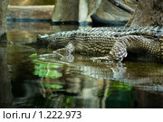 Гавиал (gavial) Стоковое фото, фотограф Лидия Ракчеева / Фотобанк Лори
