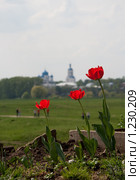 Красные маки на фоне Боголюбово (2009 год). Стоковое фото, фотограф Ярослава Синицына / Фотобанк Лори