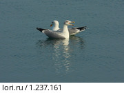 Чайки. Ивуар, Верхний Савой, Франция (2009 год). Стоковое фото, фотограф Владимир Трифонов / Фотобанк Лори