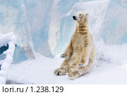 Полярный медведь. Стоковое фото, фотограф Петр Кириллов / Фотобанк Лори