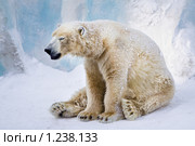 Усталый полярный медведь. Стоковое фото, фотограф Петр Кириллов / Фотобанк Лори