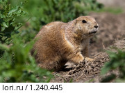 Луговая собачка. Стоковое фото, фотограф Петр Кириллов / Фотобанк Лори