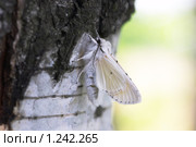 Бабочка медведица - Тутовый шелкопряд (Bombycidae) Стоковое фото, фотограф Виктор Савушкин / Фотобанк Лори