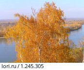 Береза. Стоковое фото, фотограф Станислав Горбачев / Фотобанк Лори