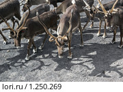 Стадо. Стоковое фото, фотограф Валерия Попова / Фотобанк Лори