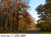 Аллея. Стоковое фото, фотограф Роман Мухин / Фотобанк Лори