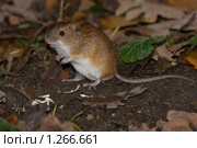 Мышь полевая, Apodemus agrarius, Striped Field Mouse. Стоковое фото, фотограф Василий Вишневский / Фотобанк Лори