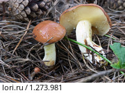 Масленок зернистый. Грибы среди сосновых шишек и иголок (Suillus granulatus) Стоковое фото, фотограф Виктор Савушкин / Фотобанк Лори