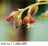 Цветы и бутоны йошты (Ribes nidigrolaria) Стоковое фото, фотограф Щеголева Ольга / Фотобанк Лори