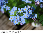 Незабудка. Стоковое фото, фотограф Екатерина Тарасенкова / Фотобанк Лори
