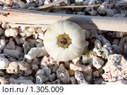 Скелет морского ежа на фоне коралловых обломков. Стоковое фото, фотограф Сергей Якуничев / Фотобанк Лори